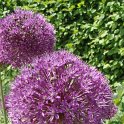 Allium aflatunense
